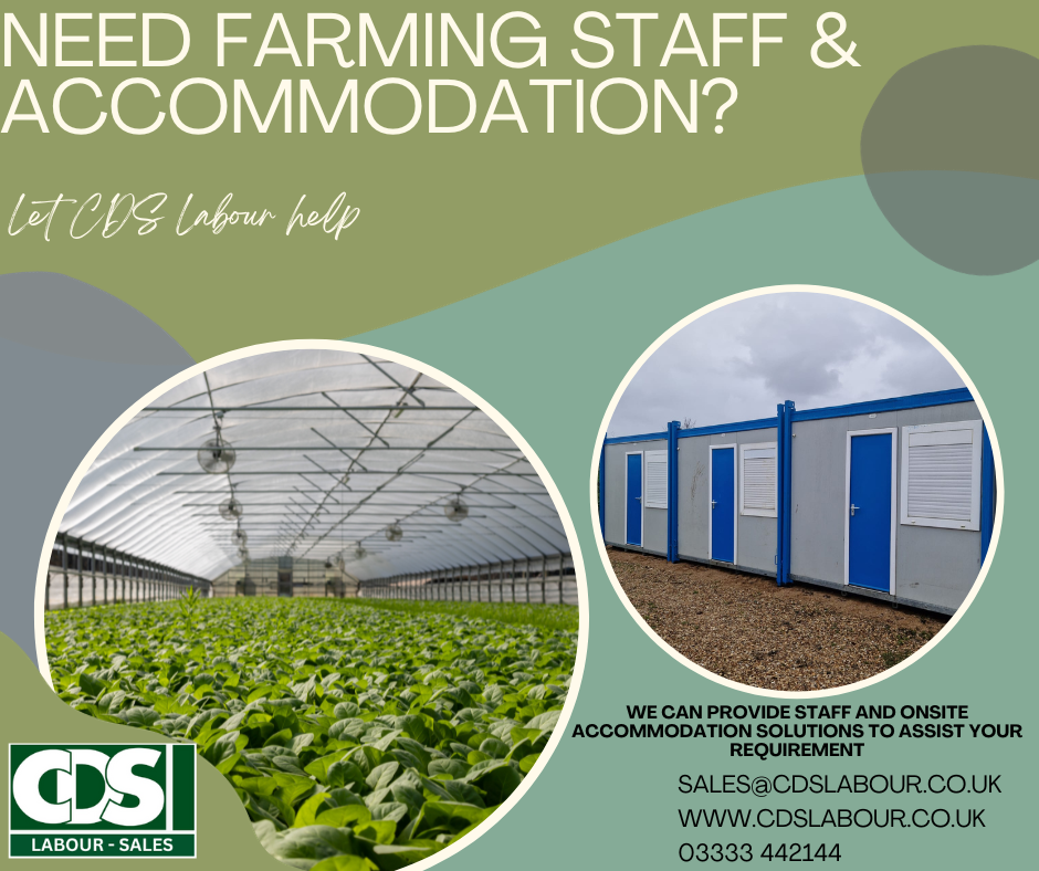 CDS LABOUR OFFERS STAFF SUPPLY AND ACCOMMODATION OPTIONS - 1